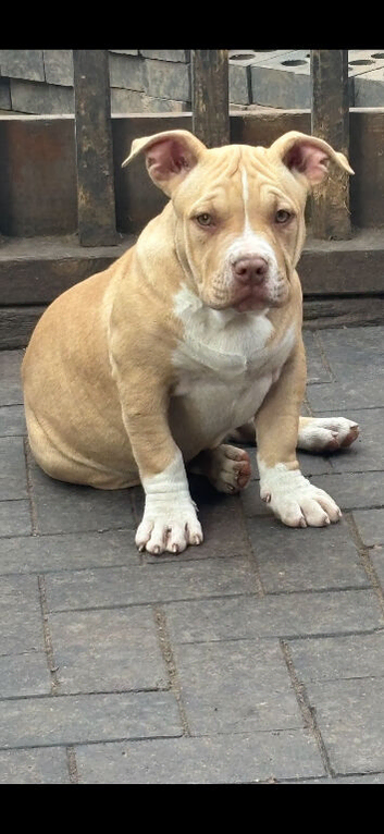 American pocket bully