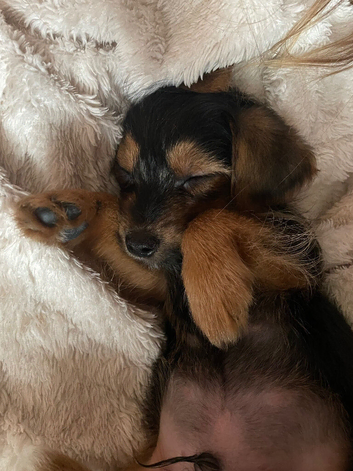 Yorkshire terrier x Jack Russell