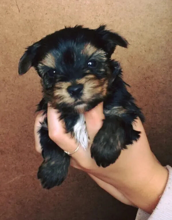 Two small Yorkie's av from a litter of six