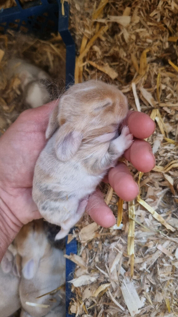 Beautiful Harlequin Mini Lops