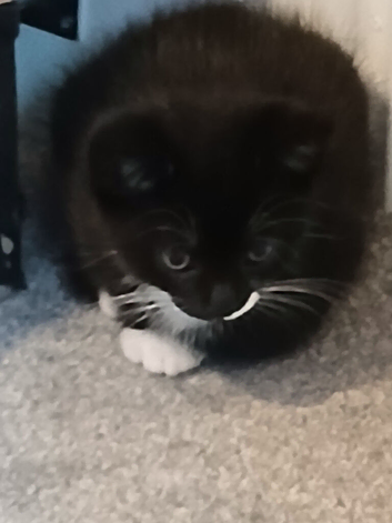 "Black & White Tuxedo Cat - Beautiful Domestic Shorthair"