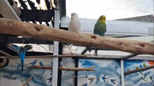 Baby & last years Budgies lots of colours also proven breeding pair available.