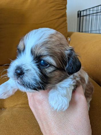 Shitzu Puppy's