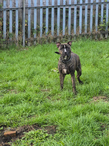 Sharpei cross staff