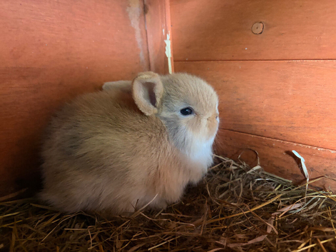 Netherland x mini lop