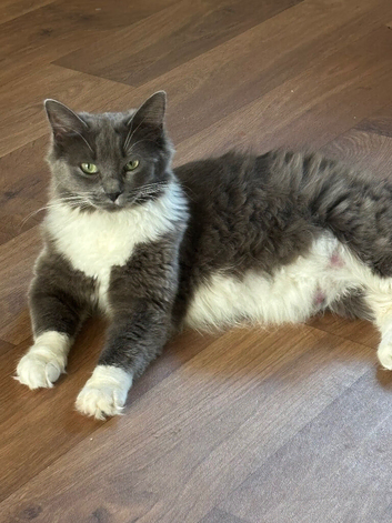 Ragdoll/mainecoon kittens due 20th November 2026