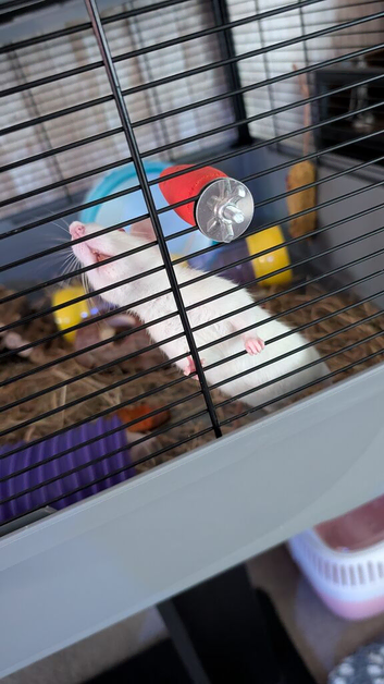 female rats