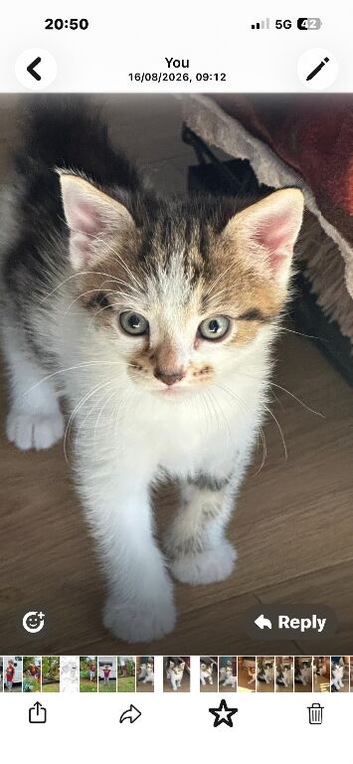 2  cute male kittens