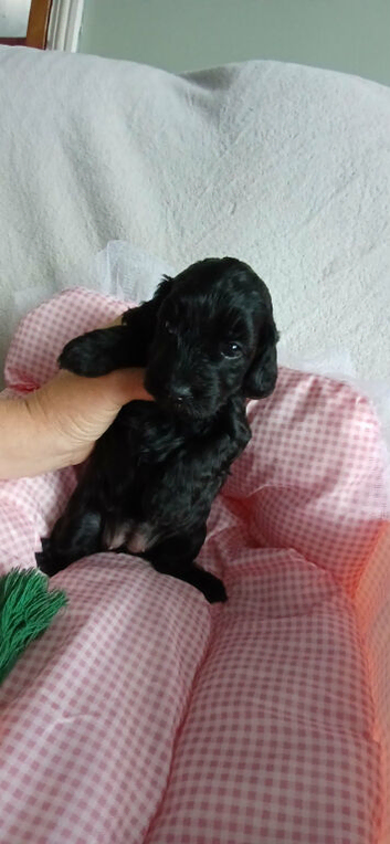 Cockapoo 2 girls two boys left