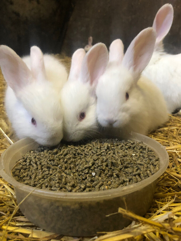 New Zealand rabbits