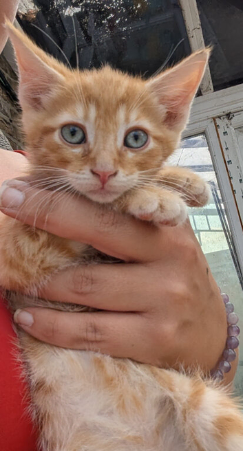 Bengal cross kittens