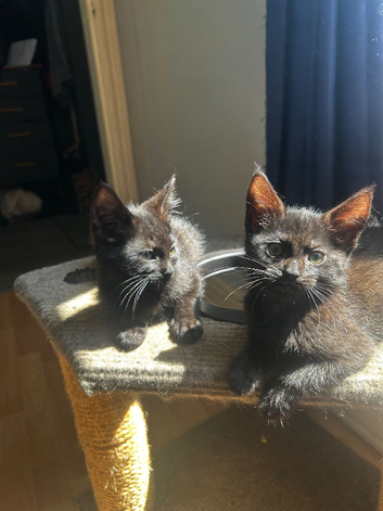 3 beautiful maincoon cross kittens ready now