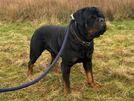 PROVEN STUD only KC reg Rottweiler