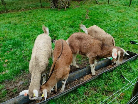 Pedigree Boer Breeding Does For Sale