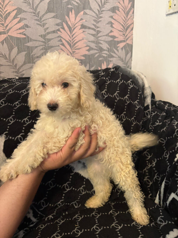 Cockapoo puppies ready to go !