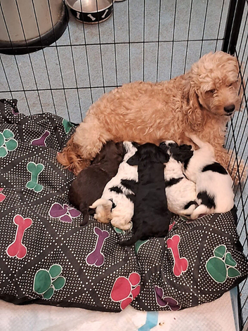 Cavapoo 4 puppies