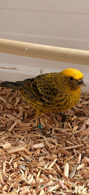 Lizard canary