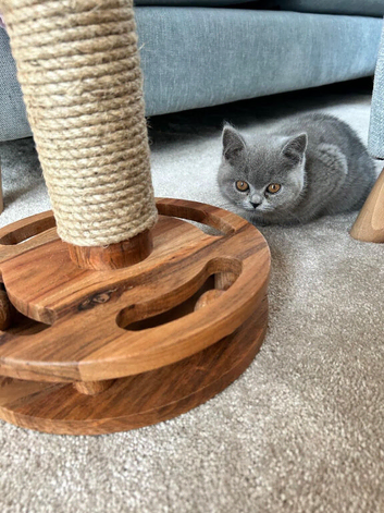 11 week old kitten unfortunately my older cat won&rsquo;t take to her