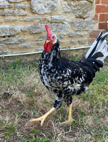 12 week old handsome Exchequer Leghorn