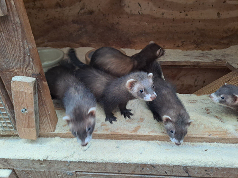 Ferret kits for sale...........polecat....females and males