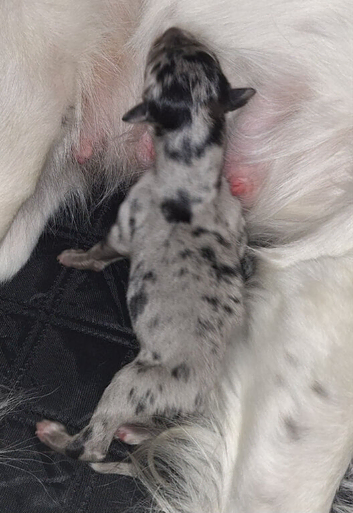 Male collie x saluki