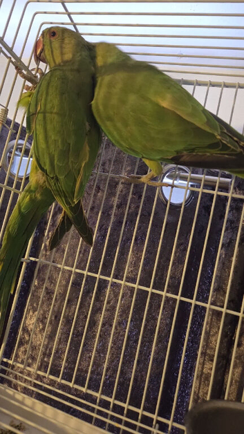 Ringneck