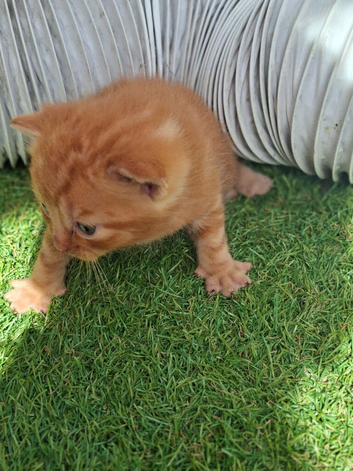Kittens