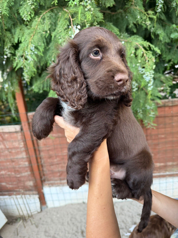 Lovely Cocker Spaniel boy with Green Eyes