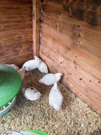 Female English white quail &pound;8 each