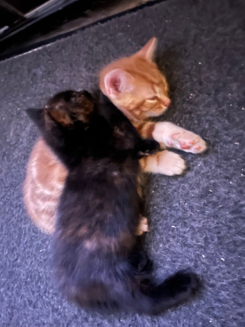 Tortoiseshell kitten