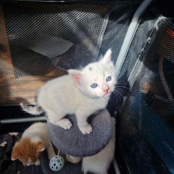 Beautiful kittens ready next monday