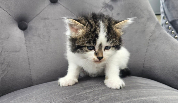 8 weeks old kittens
