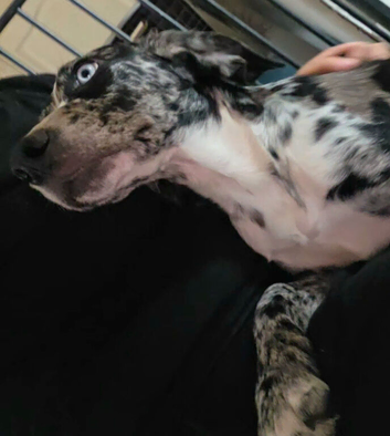 Unfortunate rehome