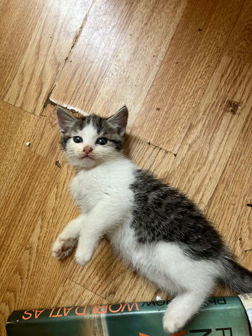 2 tabby grey and white kittens both girls
