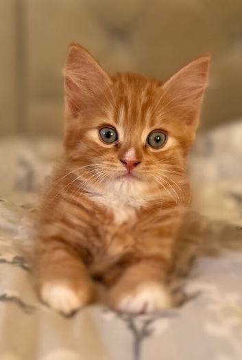 2 beautiful ginger kittens