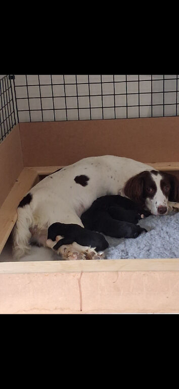 5 pringerpoo puppies