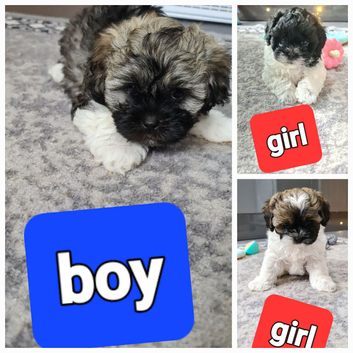 Stunning shihpoo puppies
