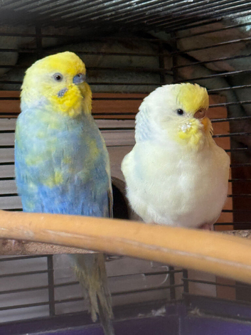 looking 4 budgies