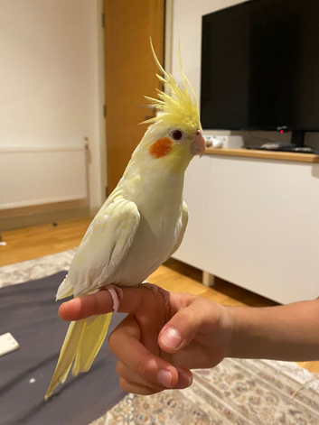 Cockatiels birds