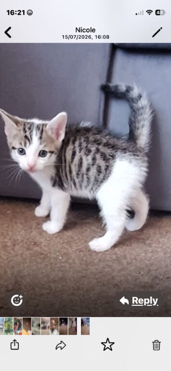 Kittens  1 boy left