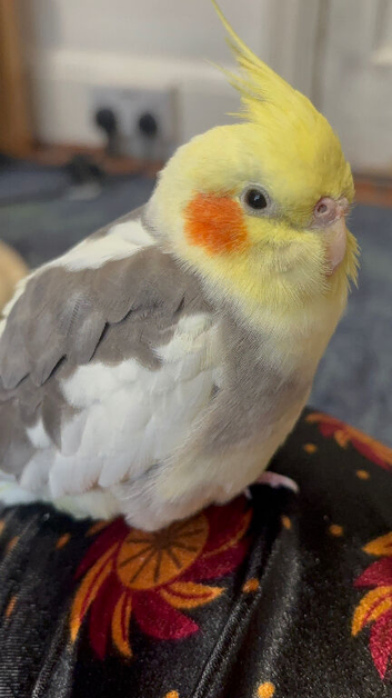 A BEAUTIFUL MALE COCKTAIL
