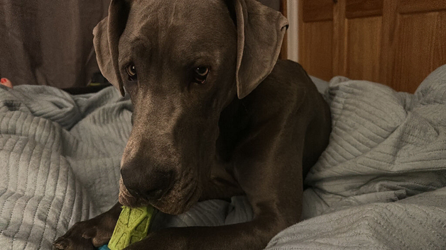Good home needed for my beautiful Great Dane