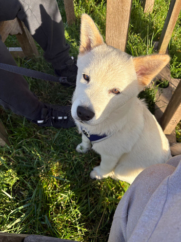 5 month old Chowski looking to be rehomed