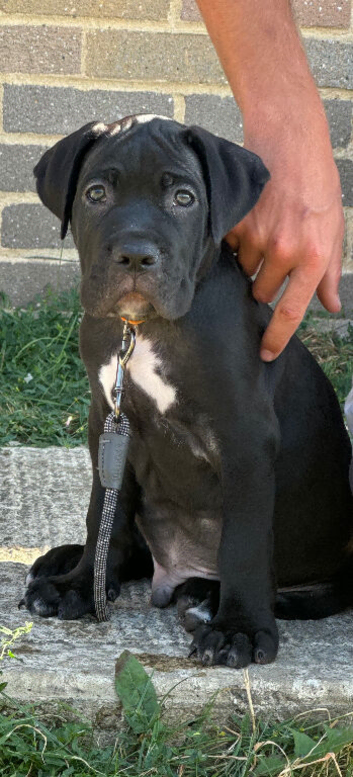 Cane corso puppy&rsquo;s 9 weeks