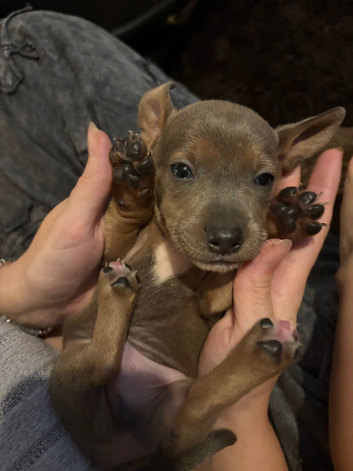 Staffordshire bull terrier x Dachshund