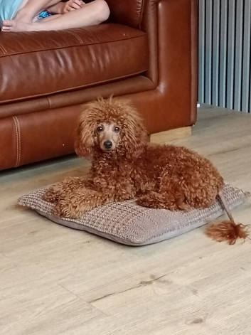 Kc registered toy poodle