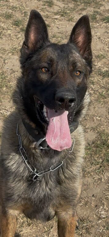 Mali x Dutch herder