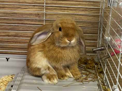 Two female mini lop rabbits- 10 weeks old. Bundle