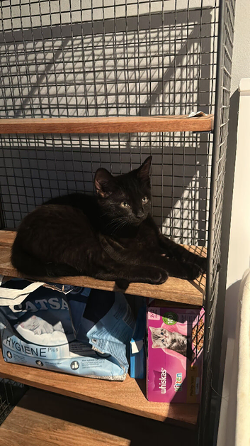 13 week old kitten