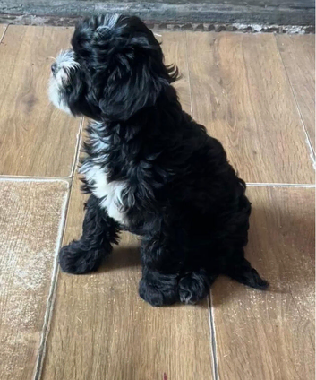 Cockapoo x puppies for sale